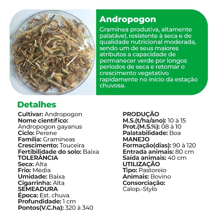 Andropogon
