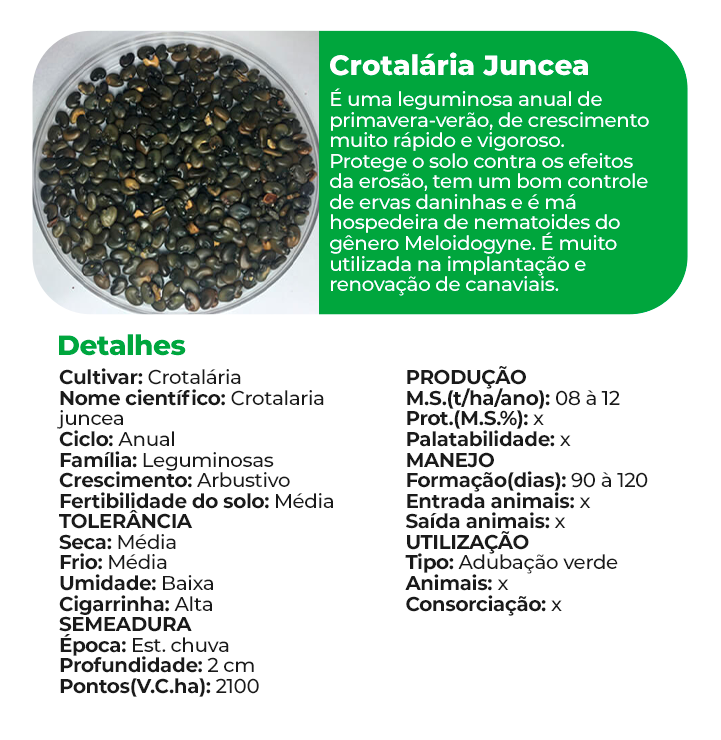 Crotalária Juncea