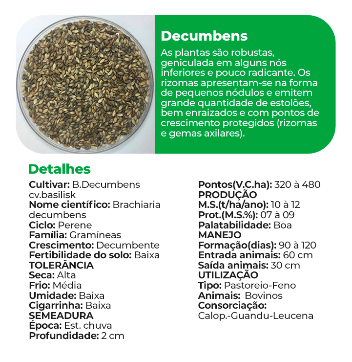 Decumbens