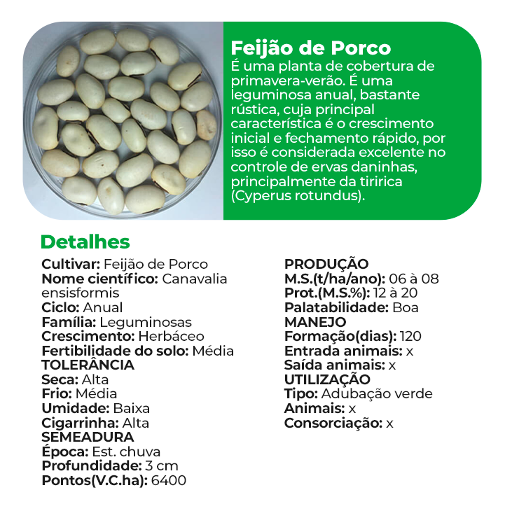 Feijão de porco