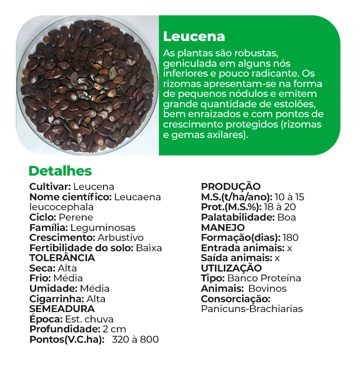 Leucena
