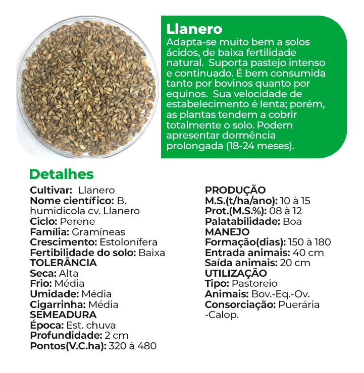 Llanero
