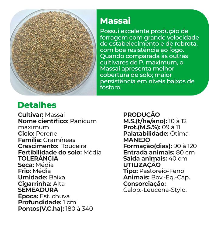 Massai