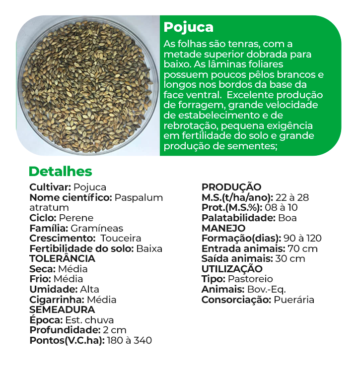 Pojuca