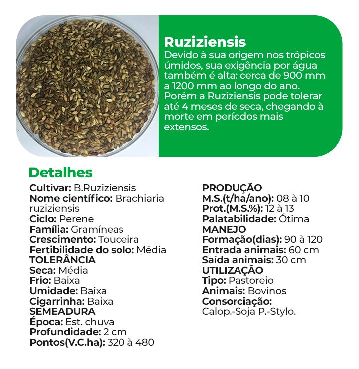 Ruziziensis